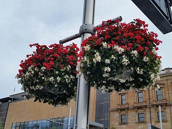 Custom Hanging Baskets - outside Australian Museum - City of Sydney.jpg